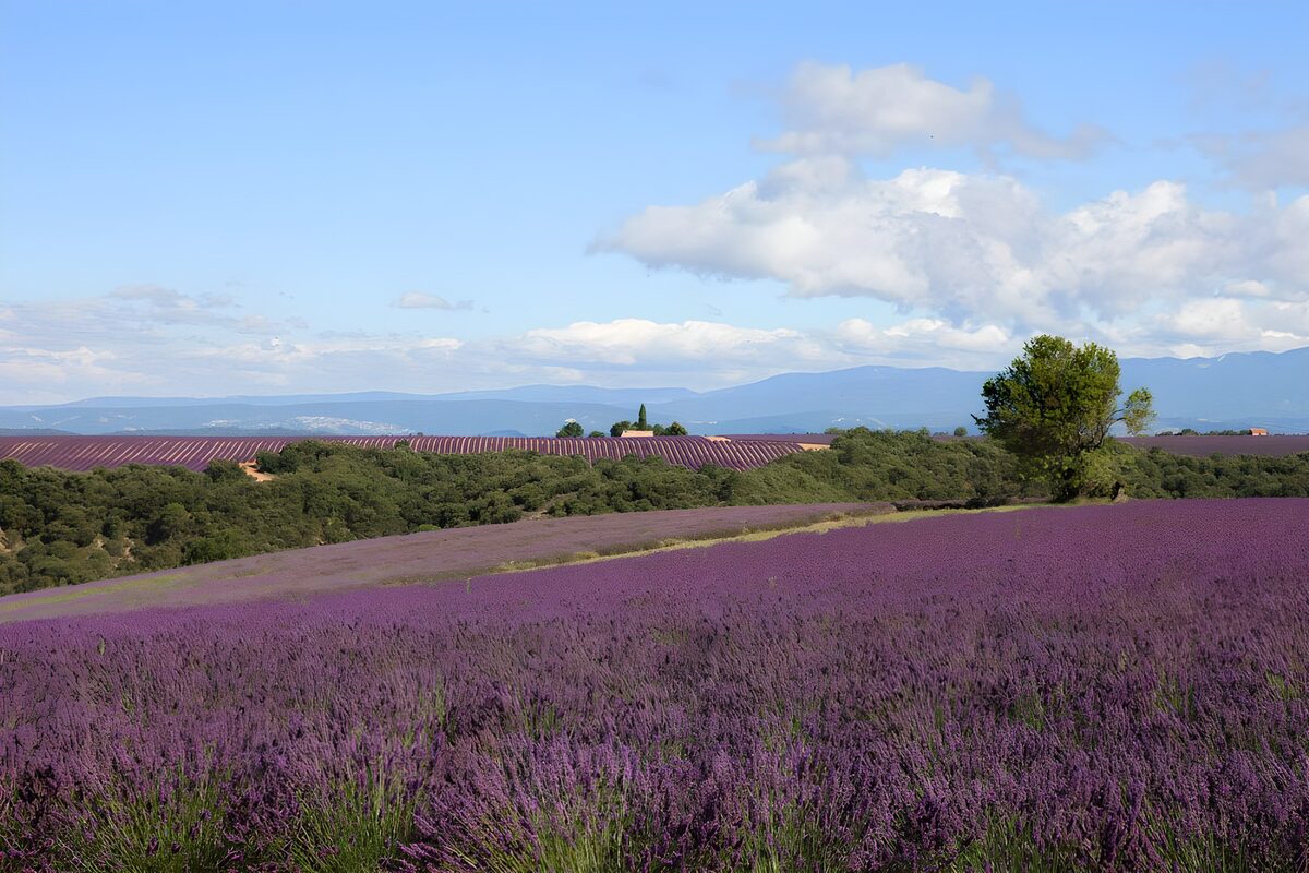 Champs de lavande en Provence