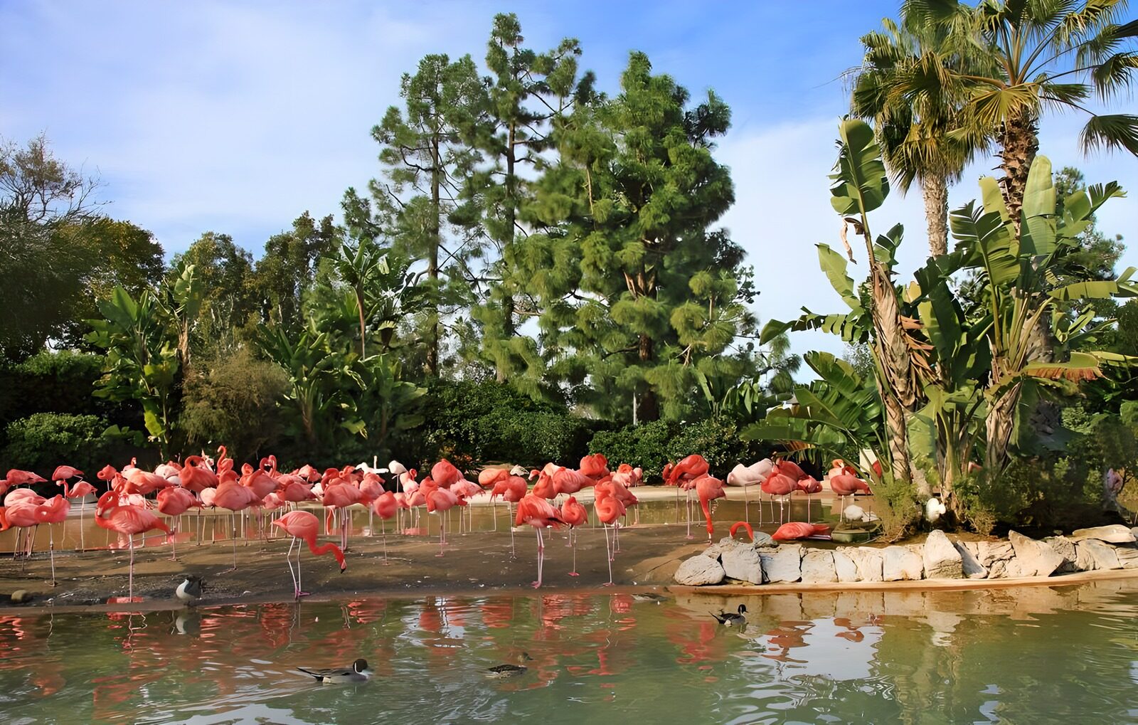 TPFR64748: Flamants roses près d'une pièce d'eau avec palmiers