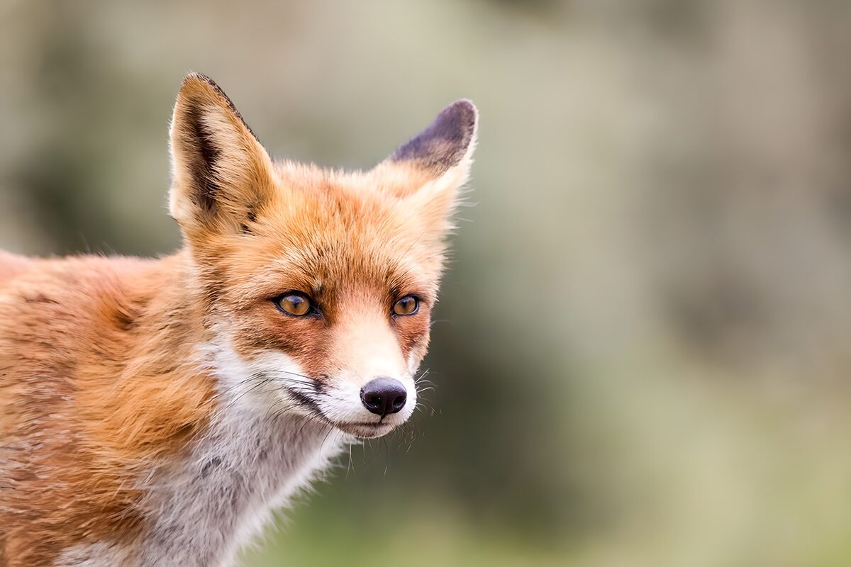 TPFR89790: Renard au regard vivace