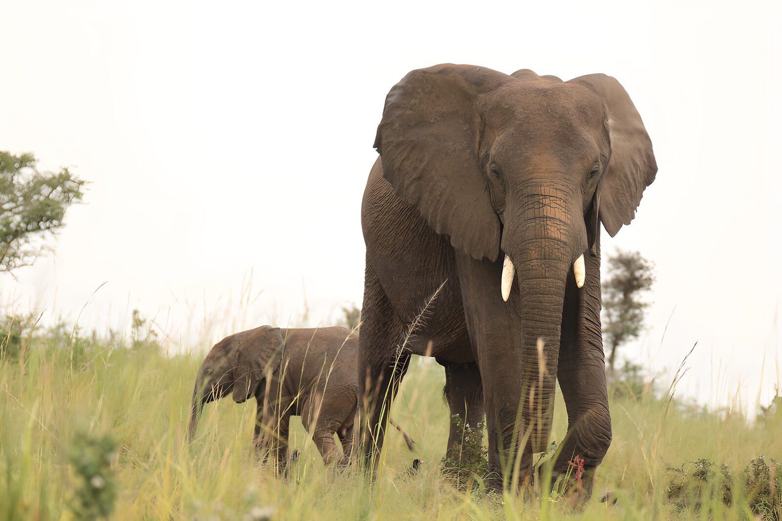 TPFR70491: Élégance majestueuse des éléphants