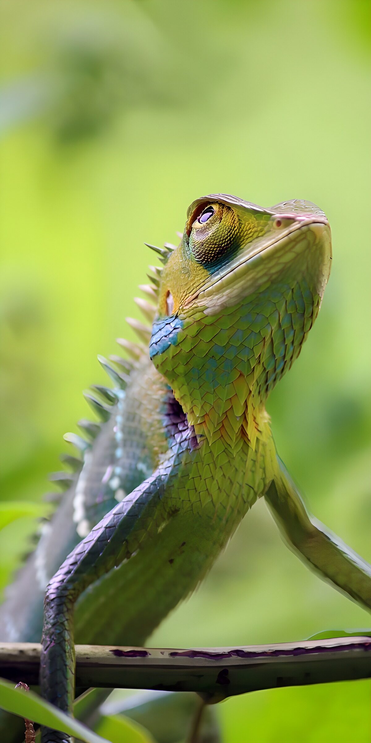 TPFR44063: Un lézard majestueux sous le soleil