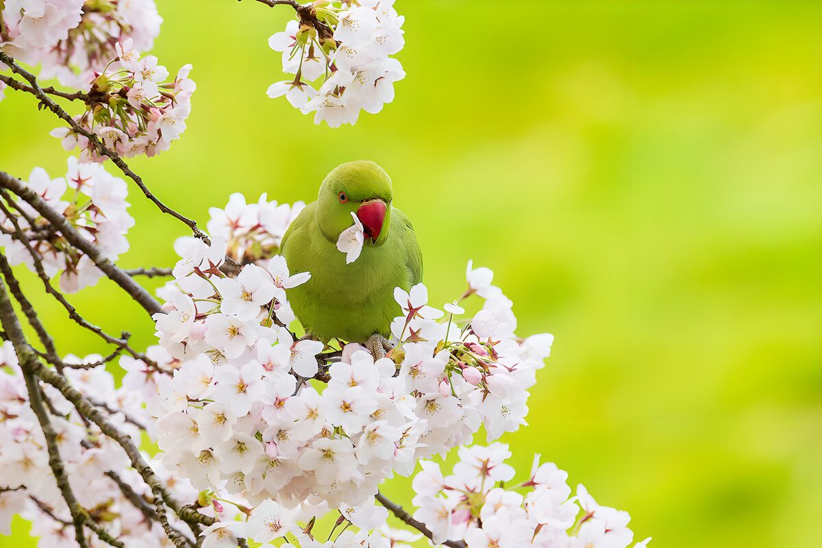 TPFR80251: Perroquet vert parmi les cerisiers en fleurs