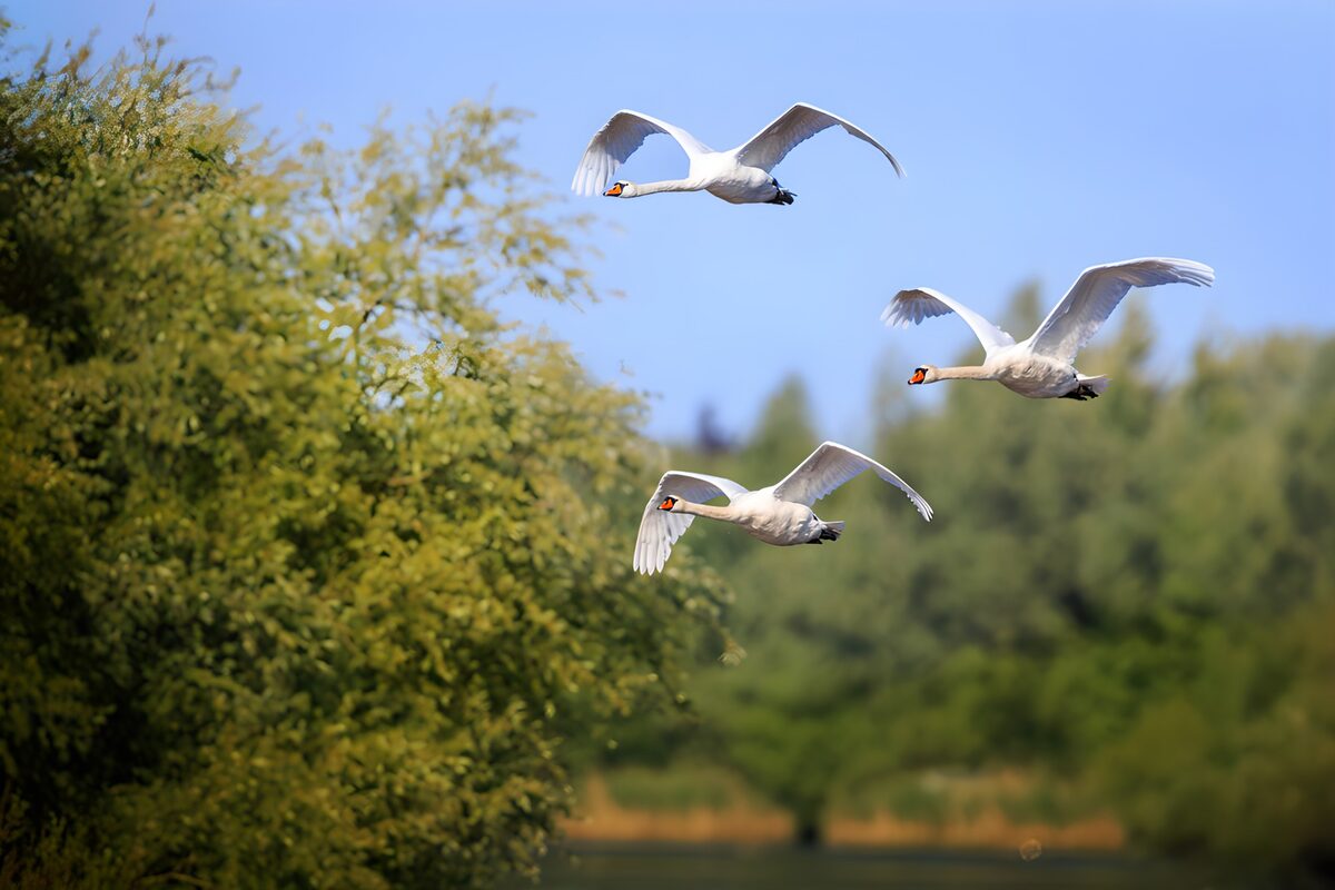 TPFR32704: Cygnes en vol
