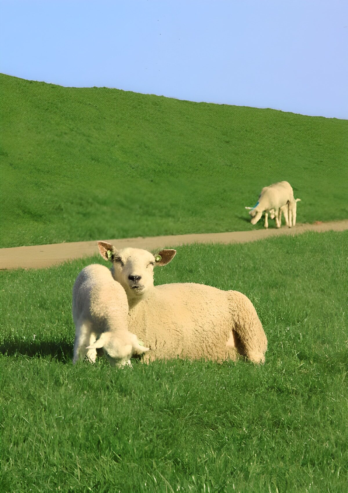 Moutons dans un champ verdoyant