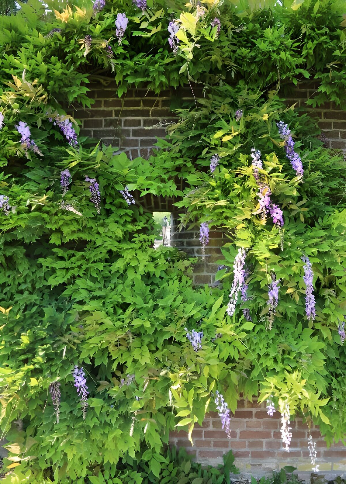 TPFR89641: Murs de fleurs violettes
