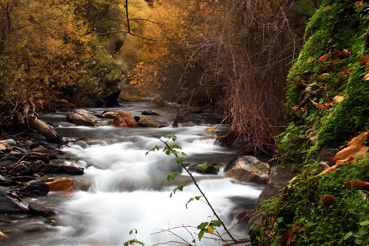 TPFR49588: Ruisseau tranquille en automne