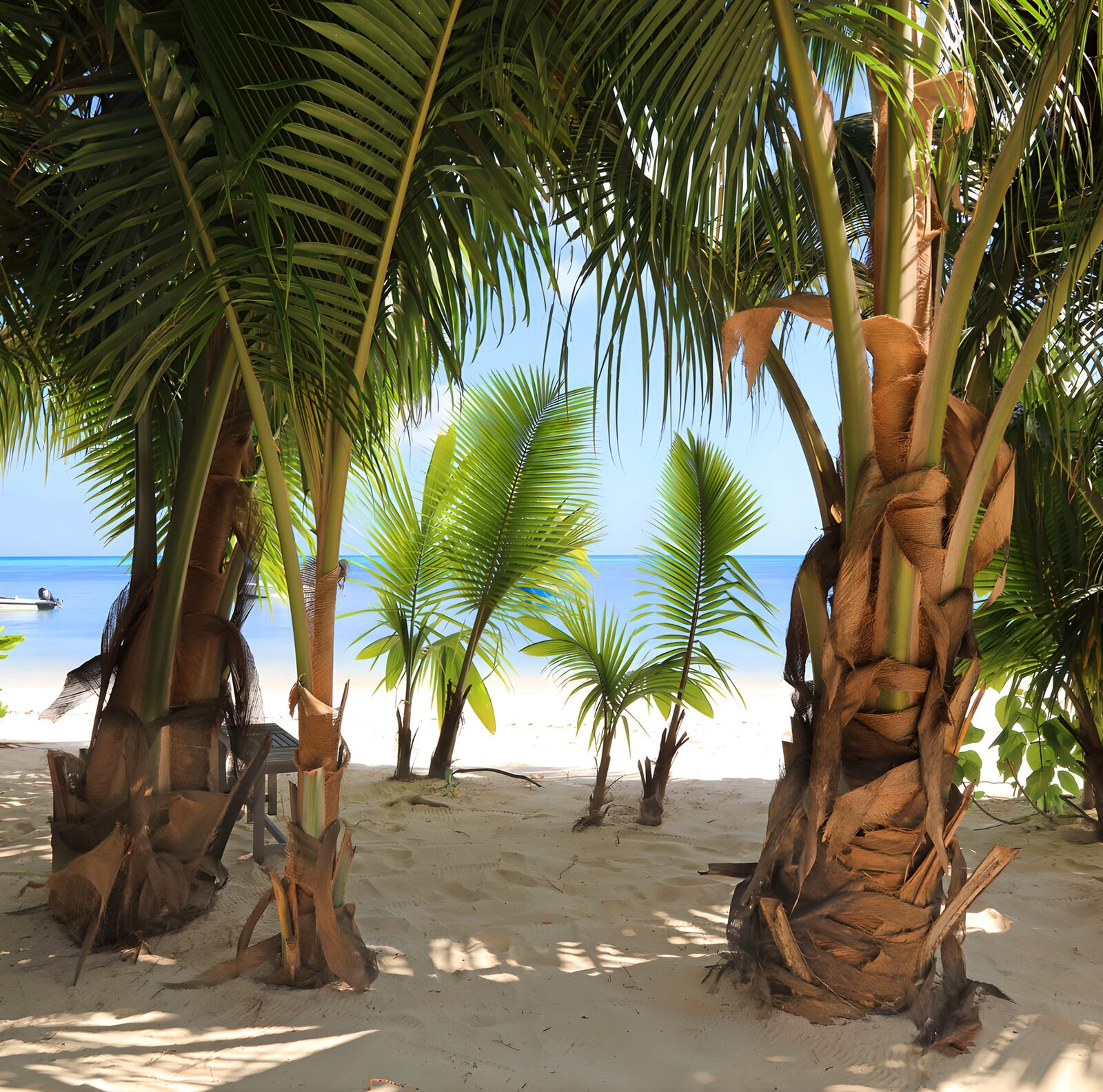 TPFR87358: Plage tranquille sous les palmiers