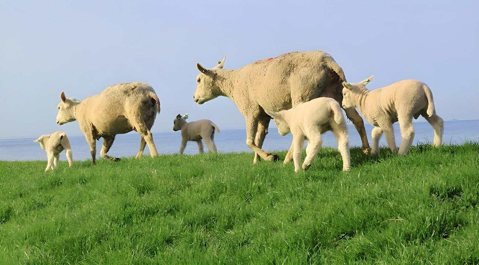 TPFR95787: Moutons et agneaux au bord de la mer