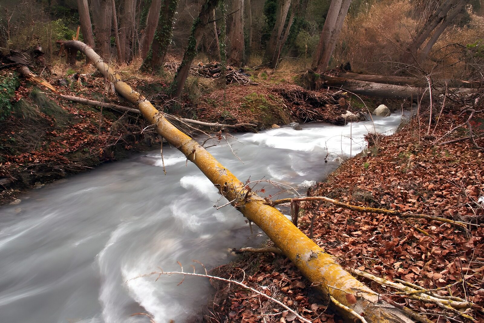 TPFR38614: Rivière paisible à travers la forêt