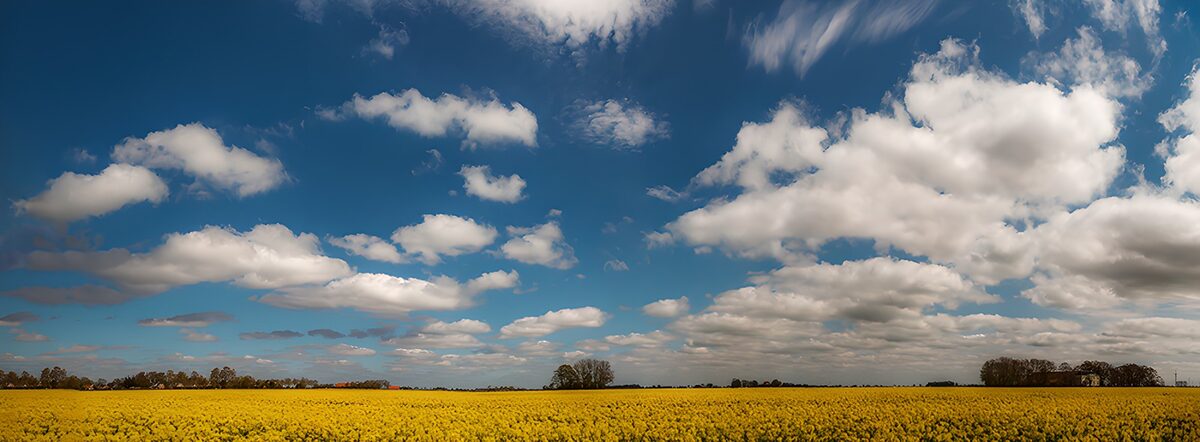 TPFR72275: Champ de colza sous un ciel bleu