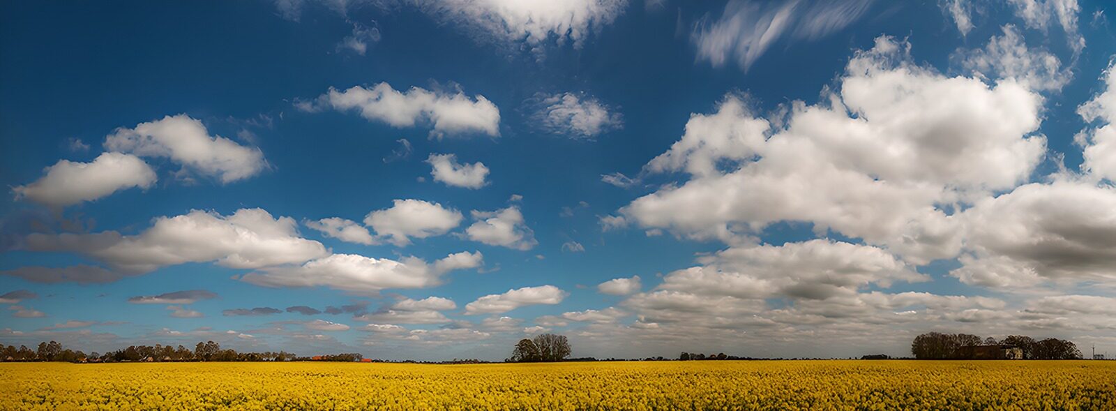 TPFR72275: Champ de colza sous un ciel bleu
