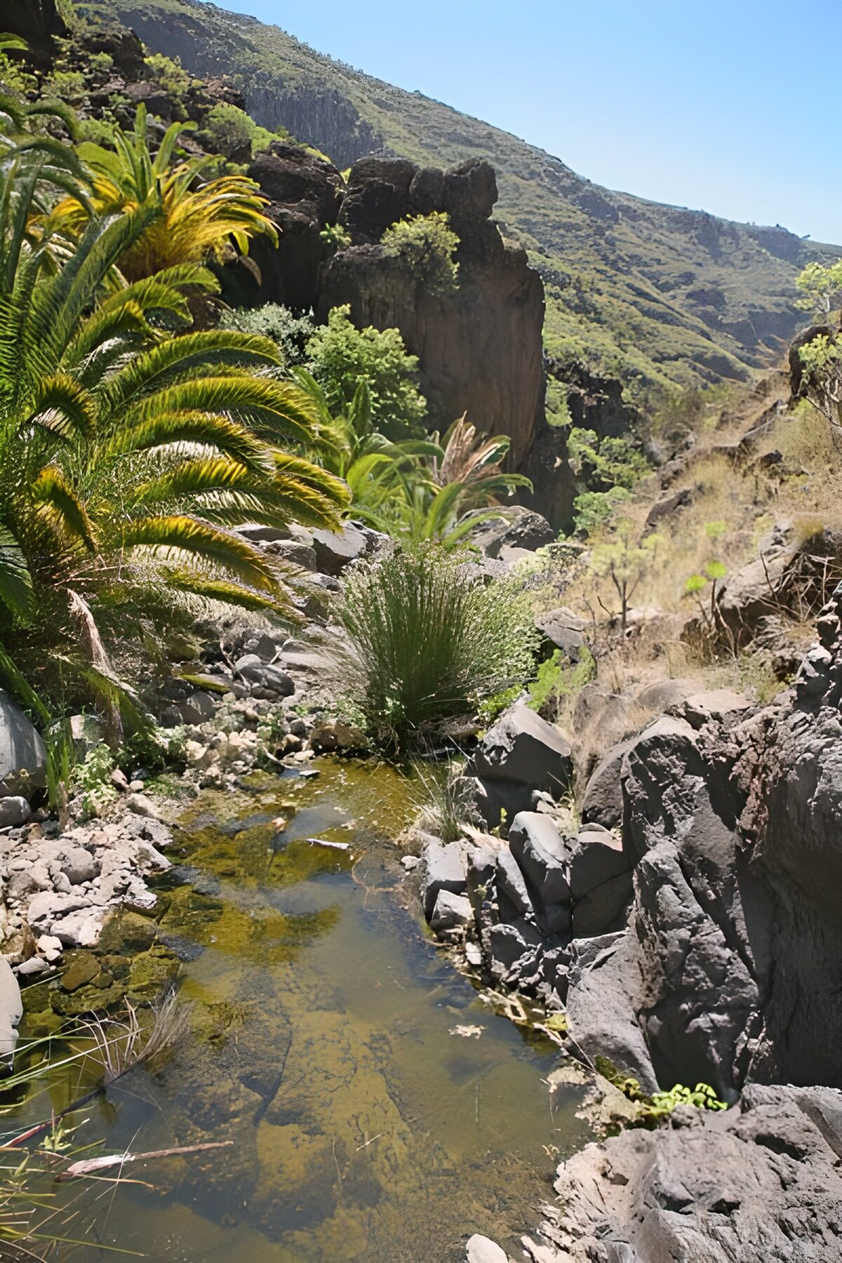 TPFR72069: La Gomera 11