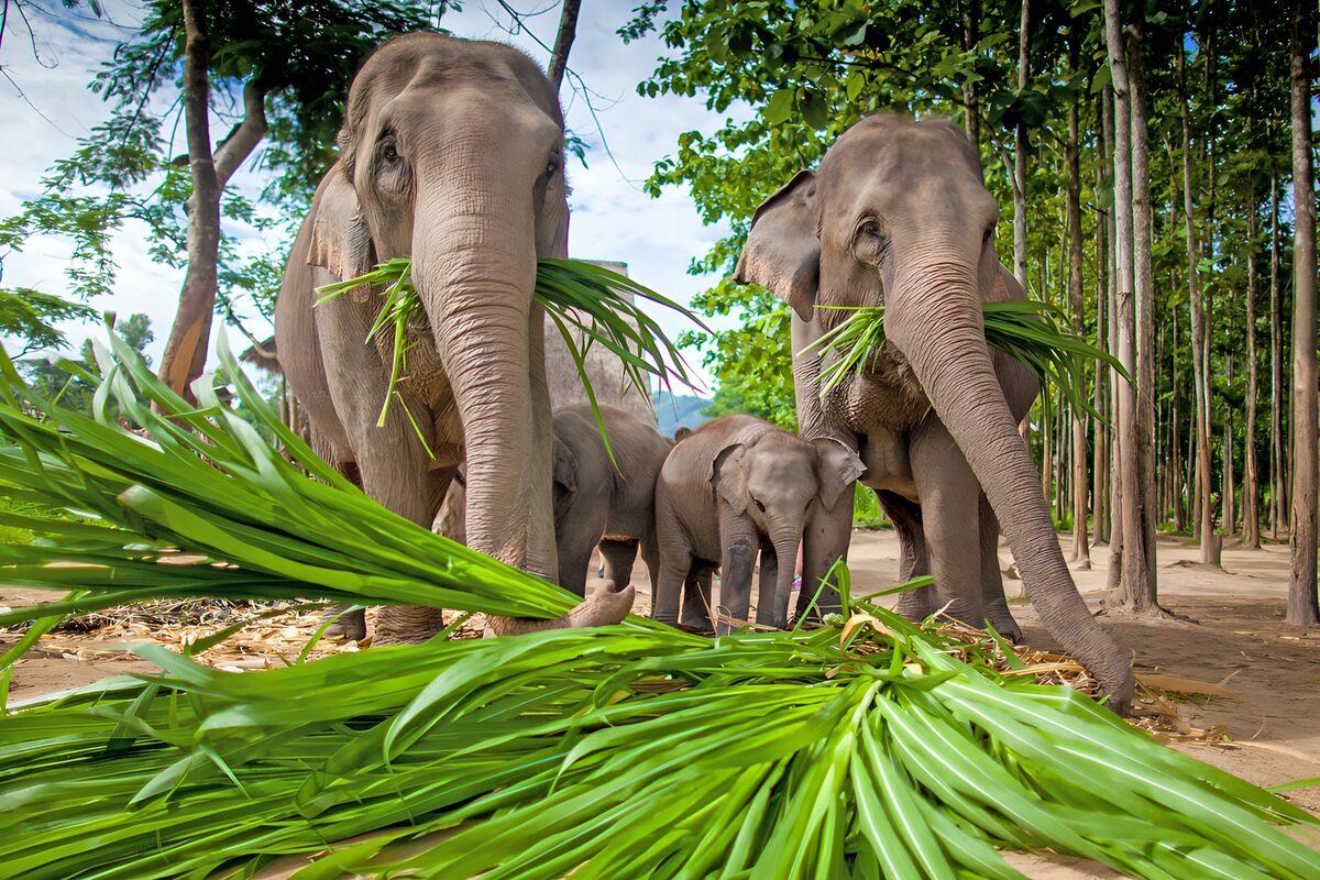 Famille d'éléphants mangeant des feuilles