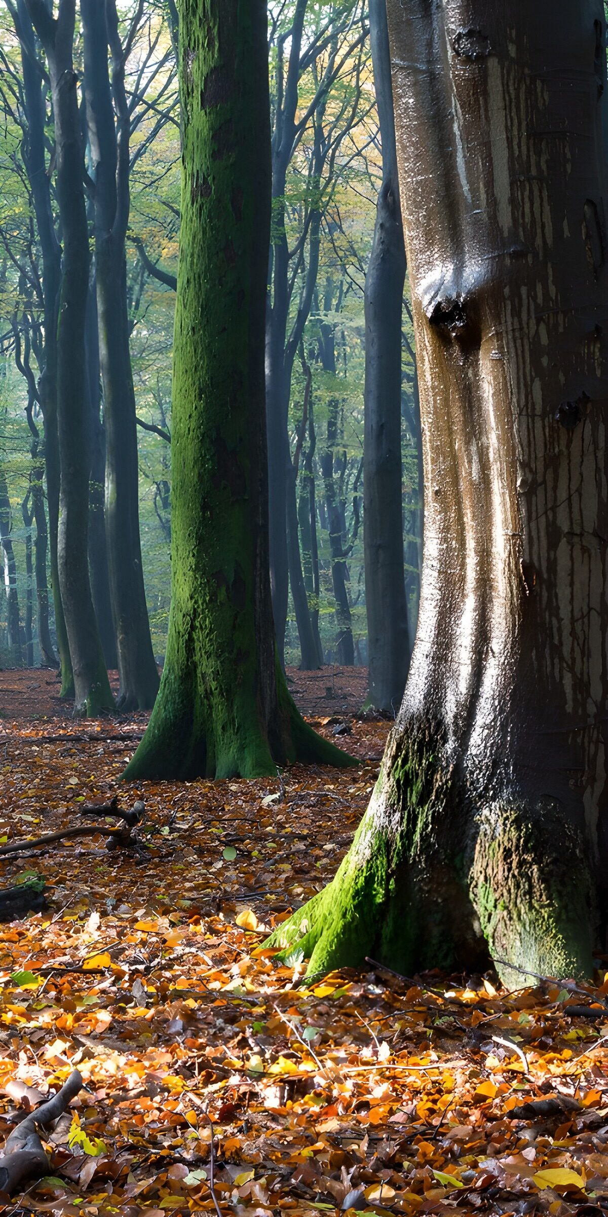 TPFR41355: Forêt paisible au lever du jour