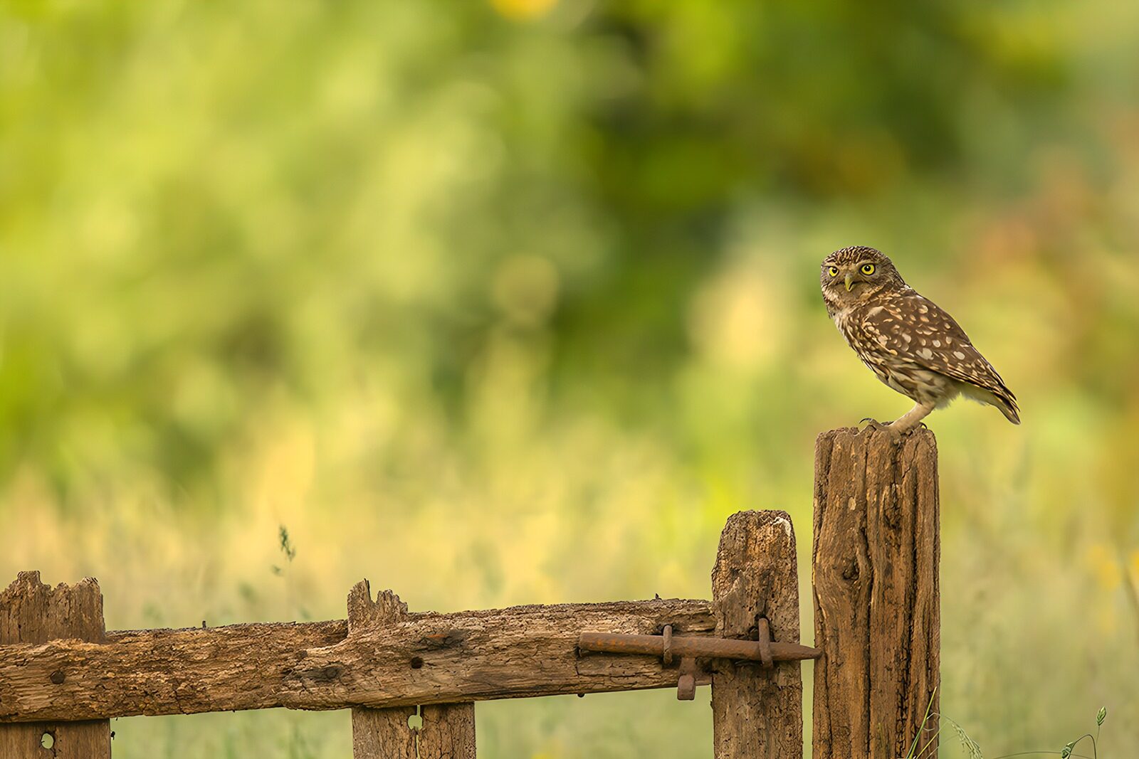 TPFR55797: Hibou perché sur une palissade