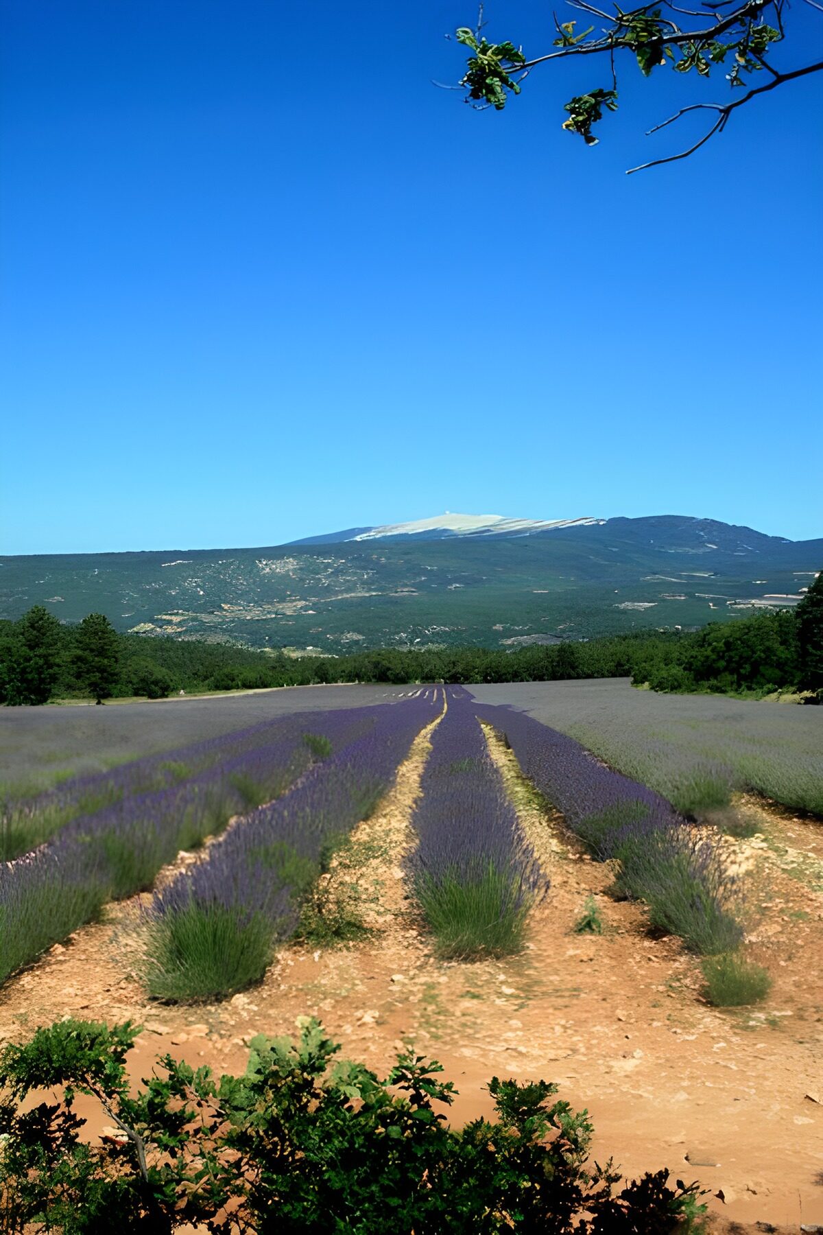 TPFR16788: Champs de lavande 1