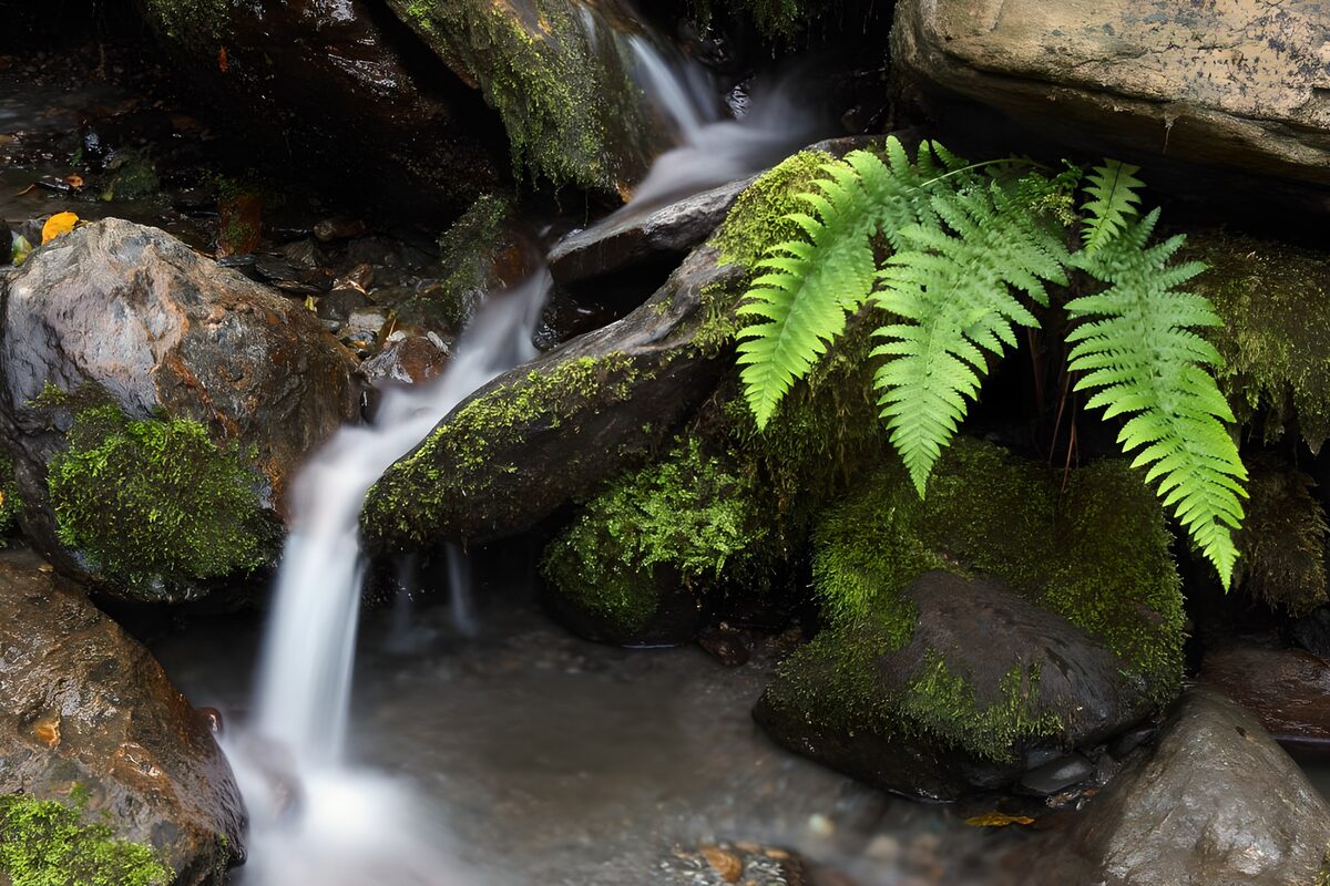 TPFR53439: Cascade tranquille dans la forêt verdoyante