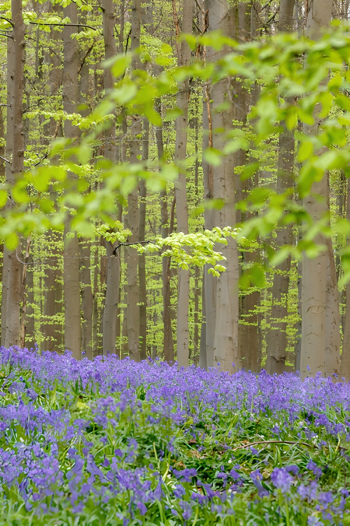 TPFR72515: Fleurs violettes au cœur de la forêt