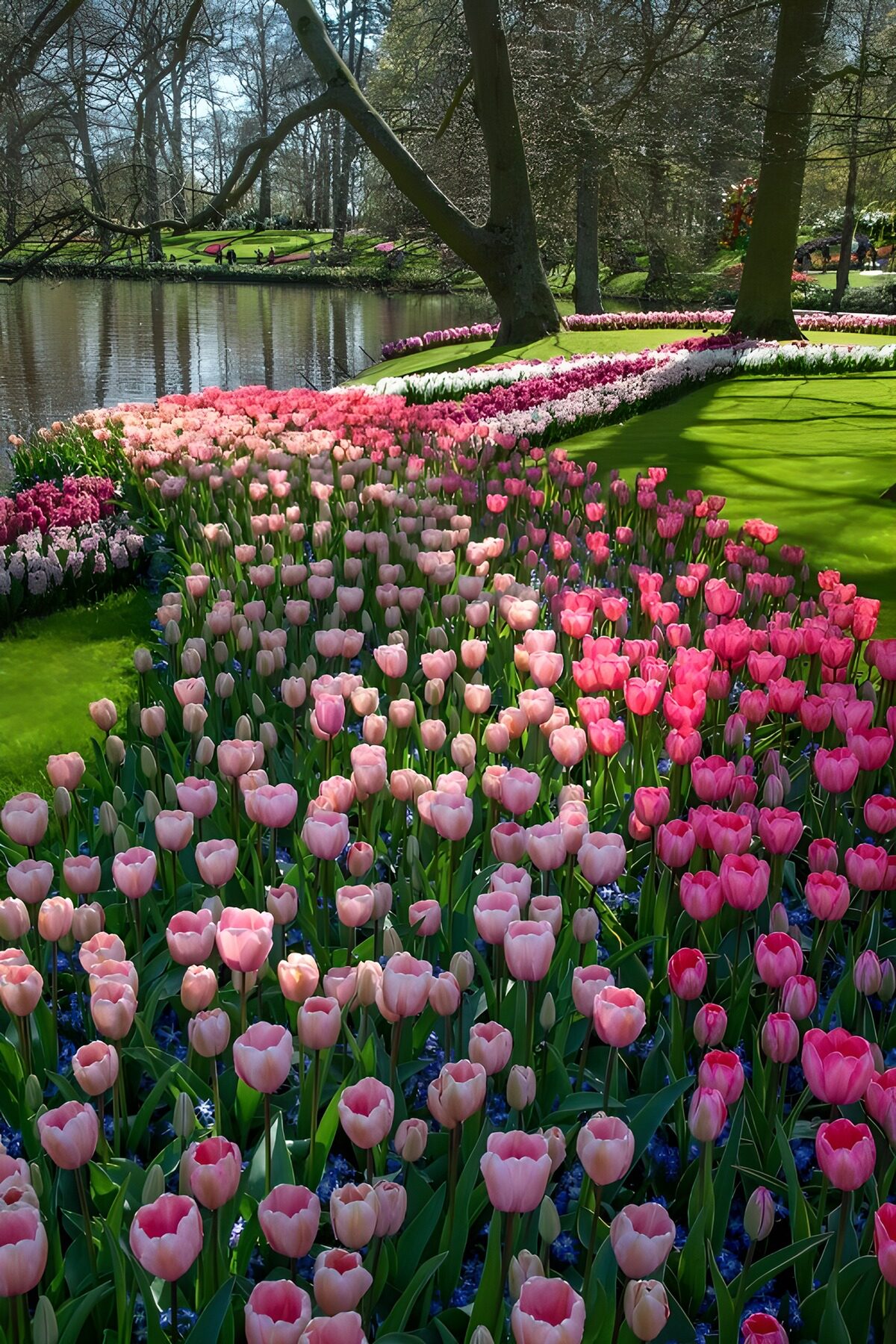 TPFR33877: Champ de tulipes en fleurs éclatantes