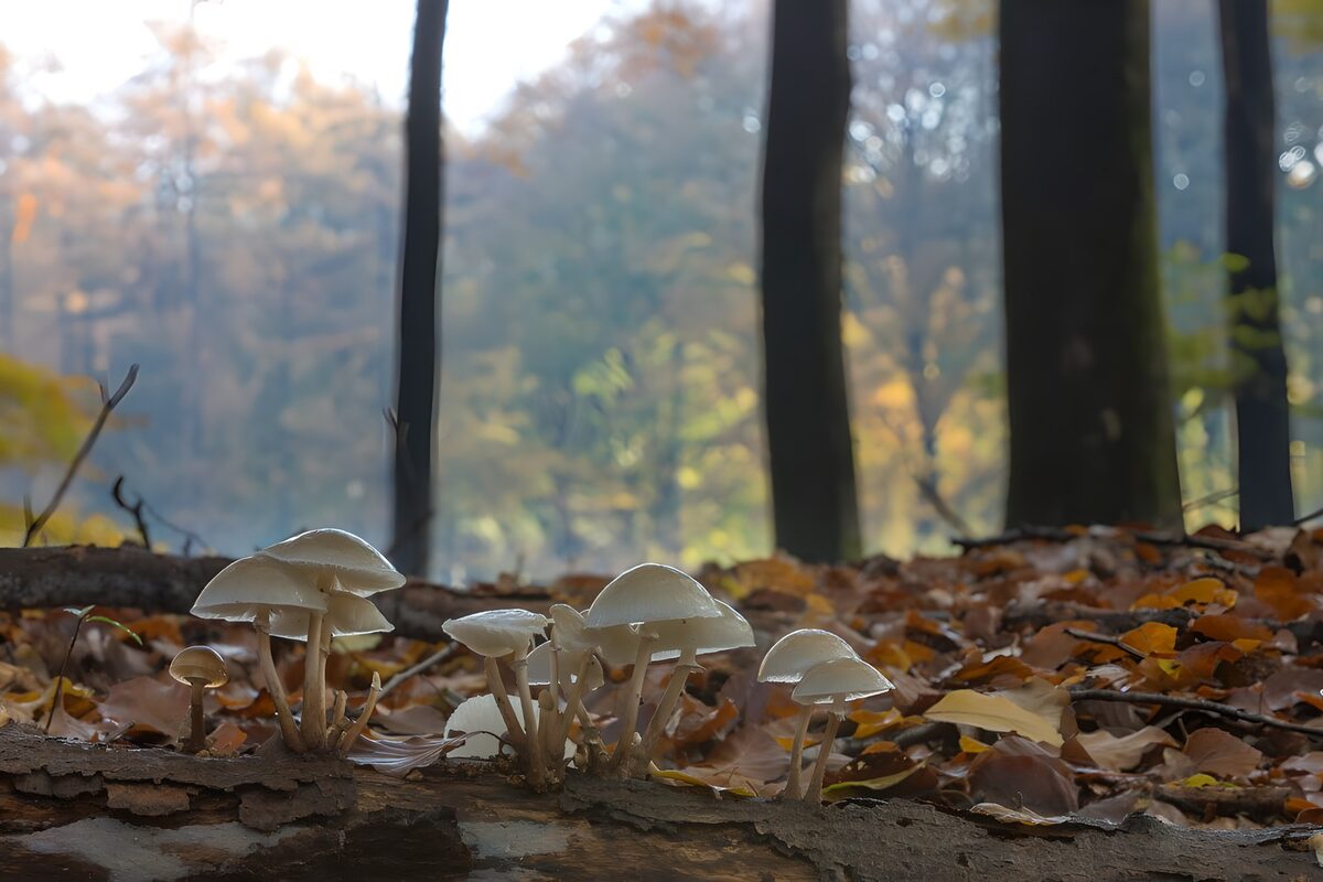 TPFR30859: : Champignons mystiques en forêt automnale
