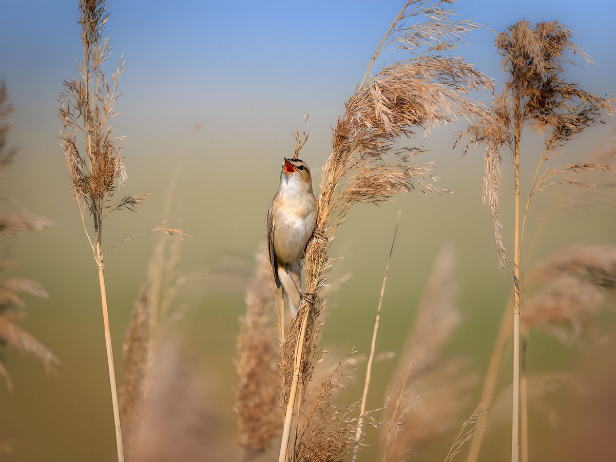 Oiseau chanteur dans les roseaux