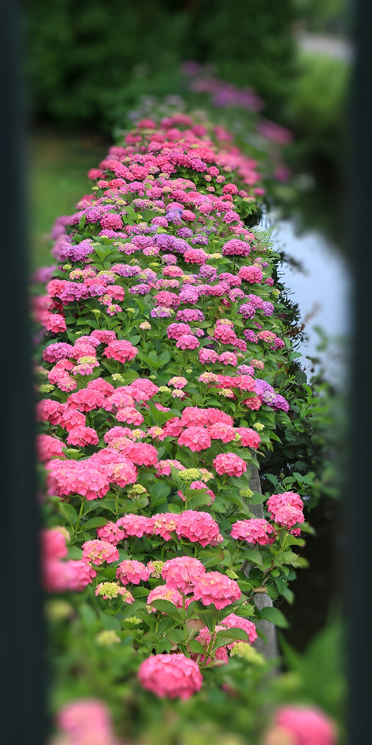 TPFR39947: Belle haie de fleurs d'hortensias