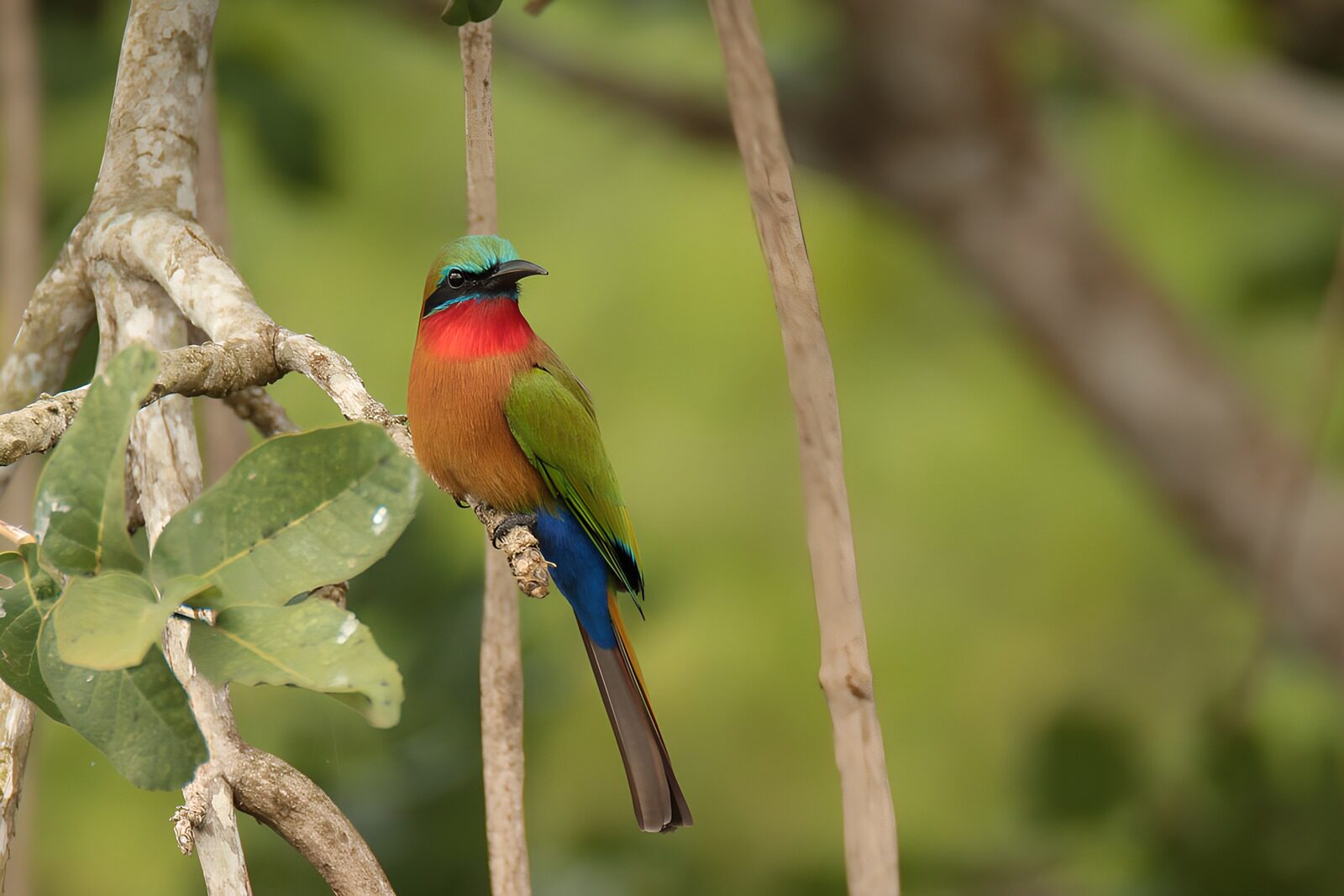 TPFR26338: Oiseau coloré sur une branche