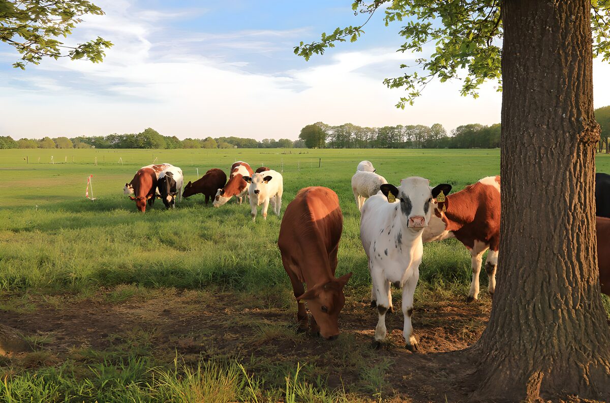 Vaches paisant dans un verdoyant pâturage