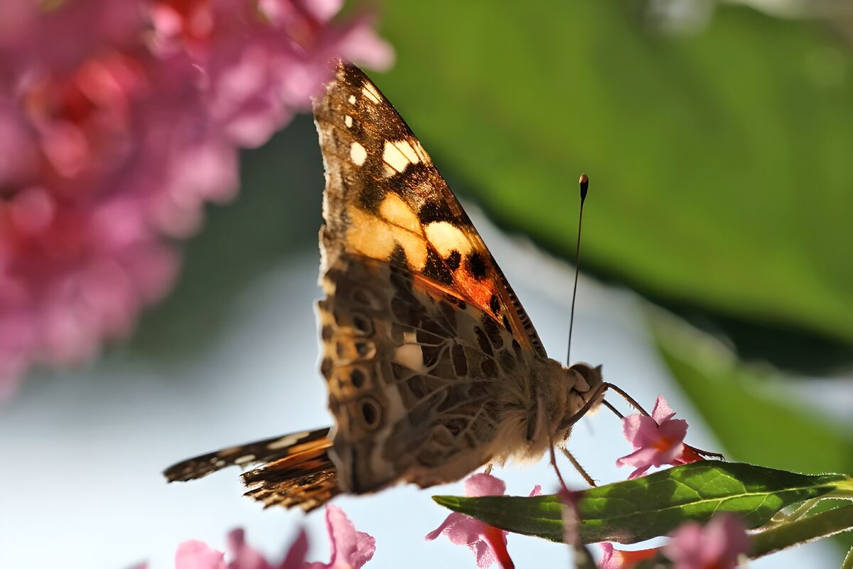 TPFR23998: Papillons 14