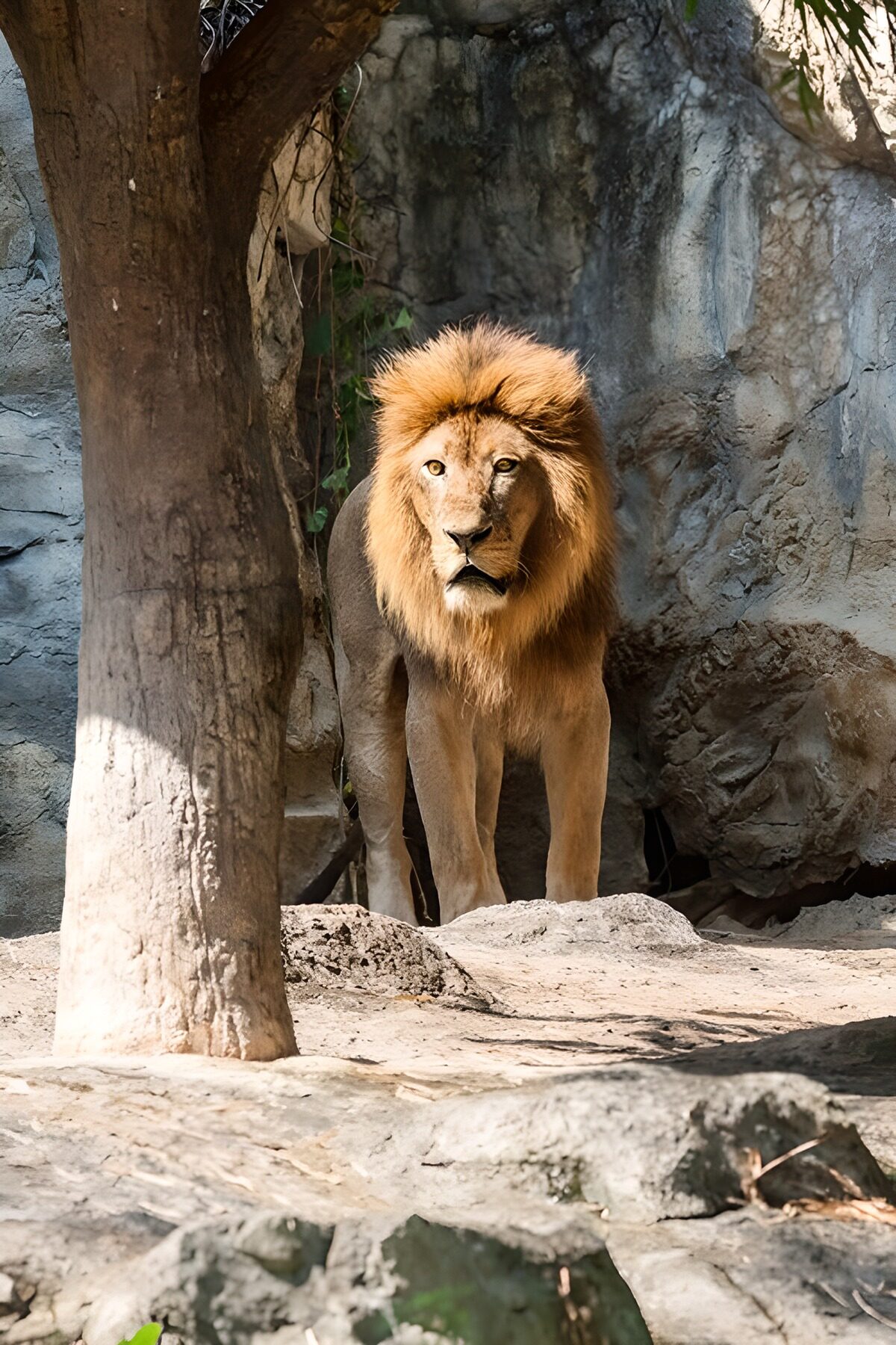 TPFR89551: Le lion majestueux dans son habitat