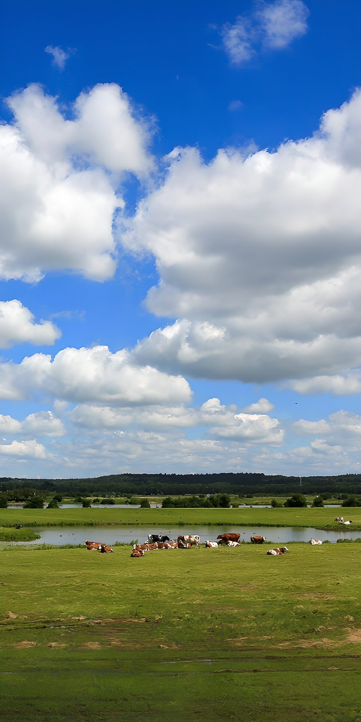 TPFR93413: Paysage paisible avec des vaches