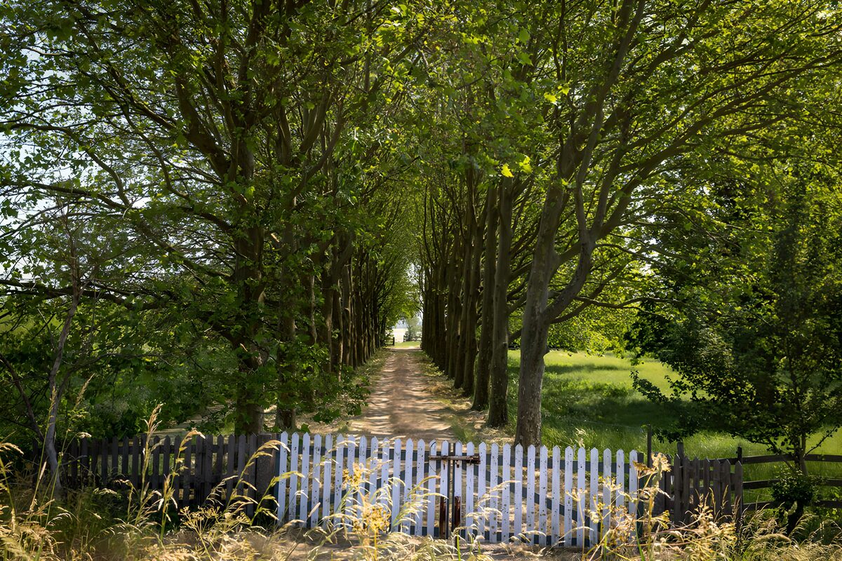 TPFR40187: Sentier verdoyant entre les arbres