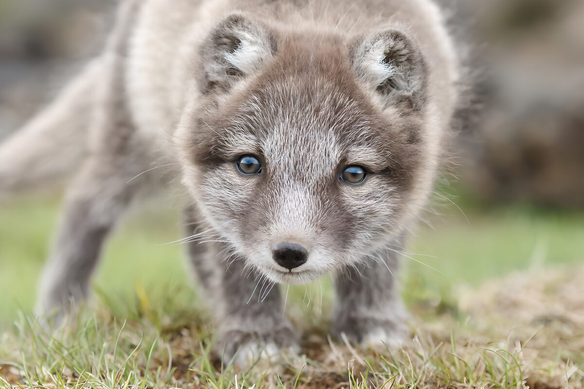 Jeune renard arctique curieux