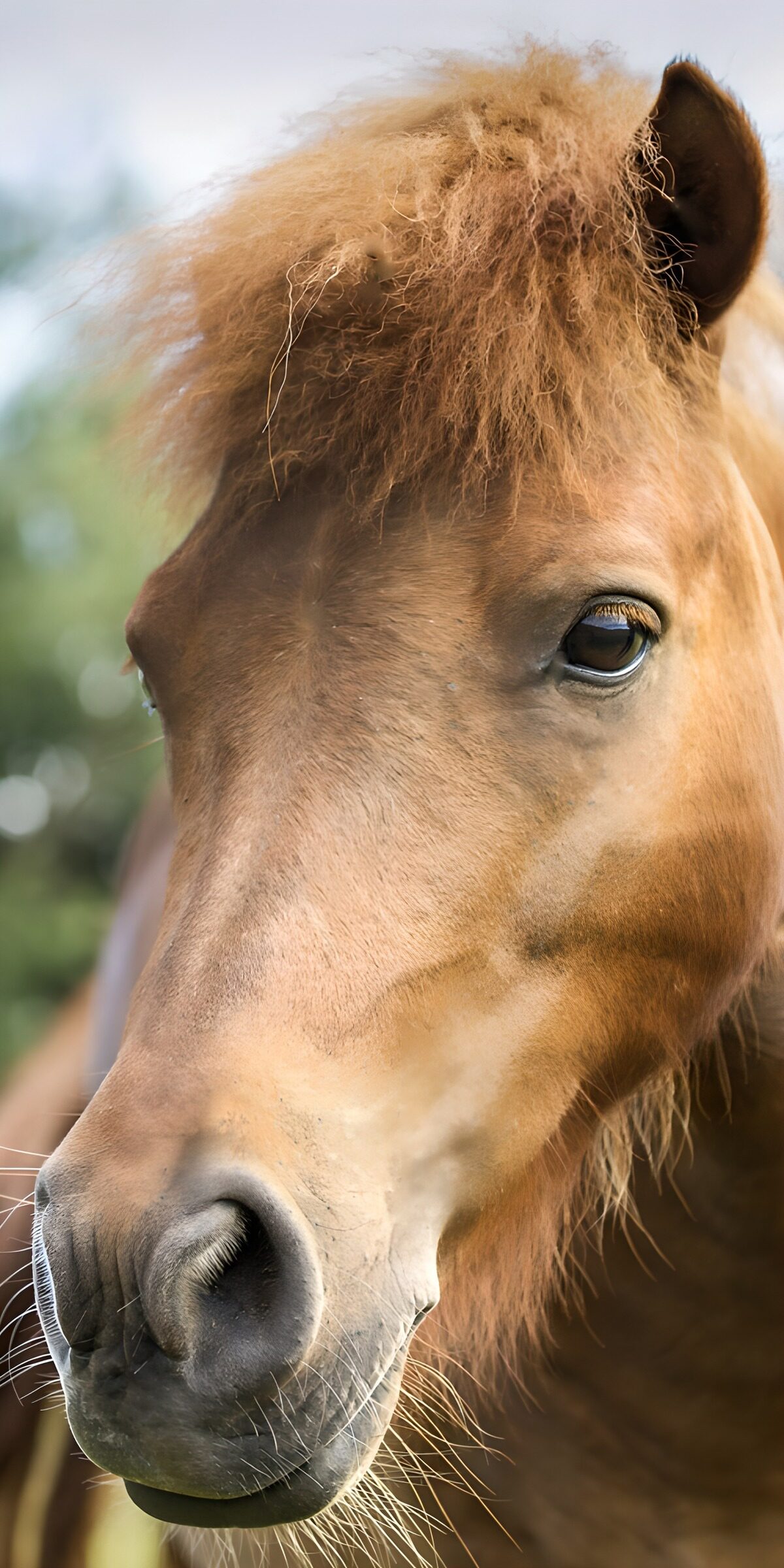 TPFR68283: Joli cheval au pelage sauvage
