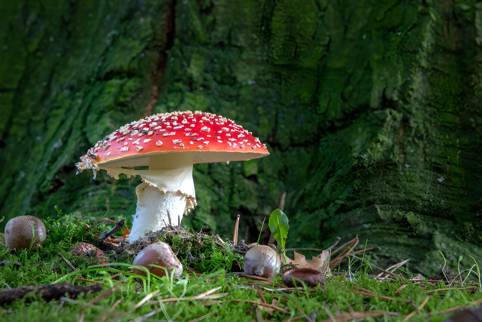 TPFR72695: Champignon rouge et charmant en forêt