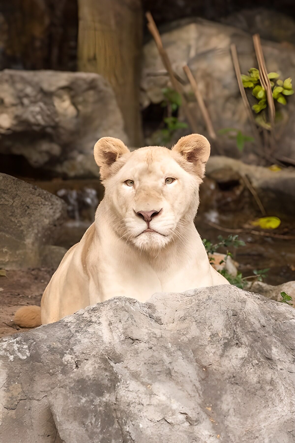 TPFR89269: Lion blanc majestueux dans la nature