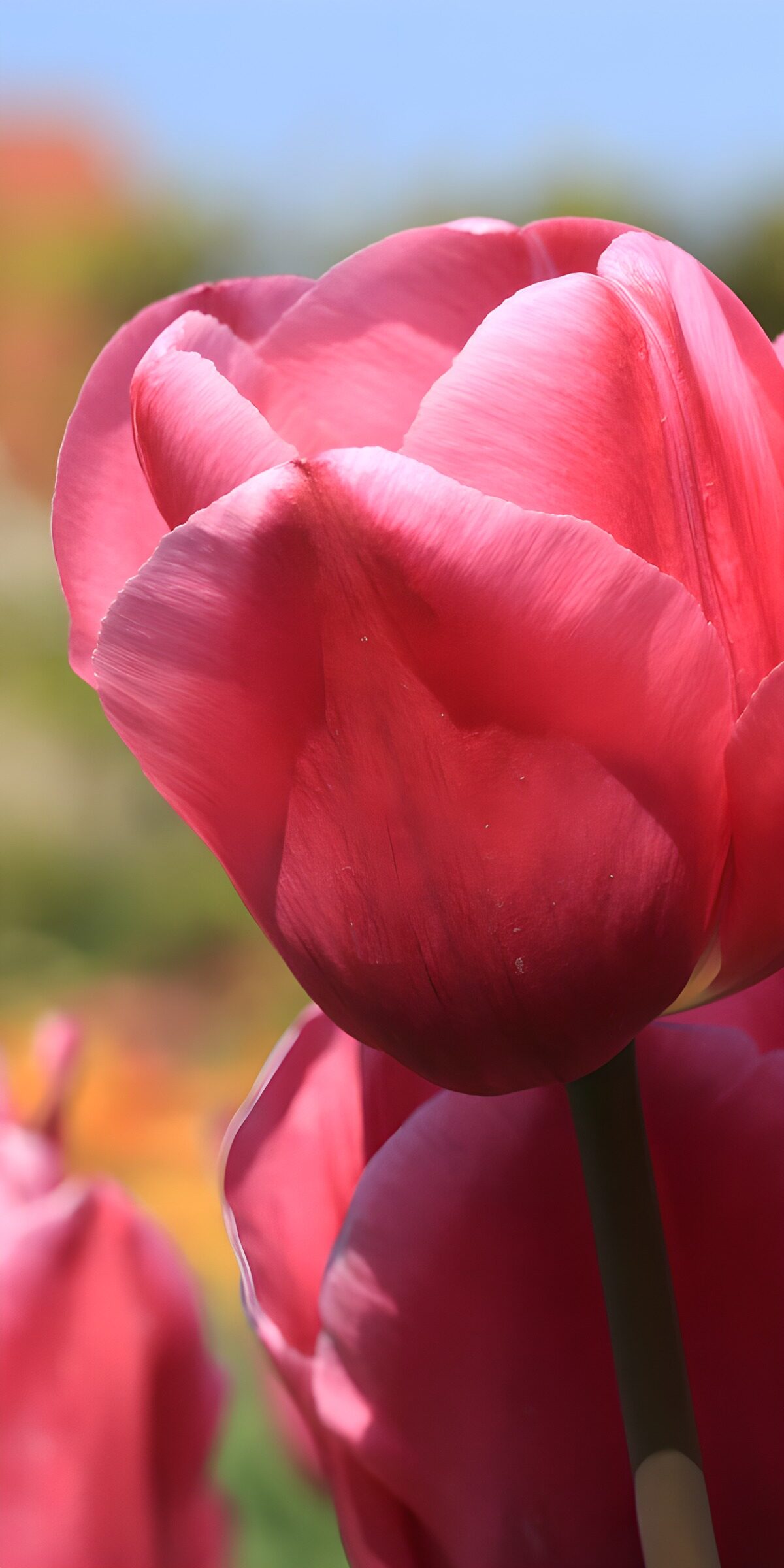 TPFR61349: Tulipe rose en pleine floraison