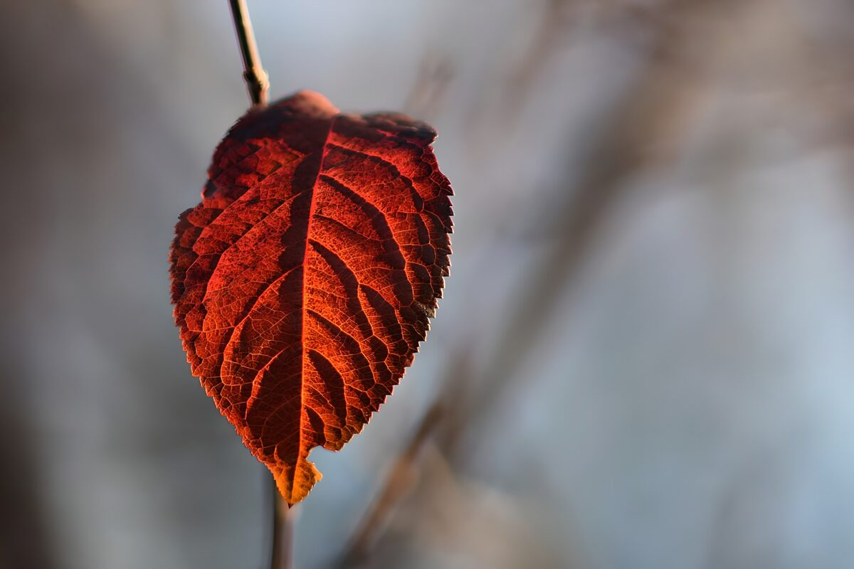 TPFR89856: Feuille rouge suspendue