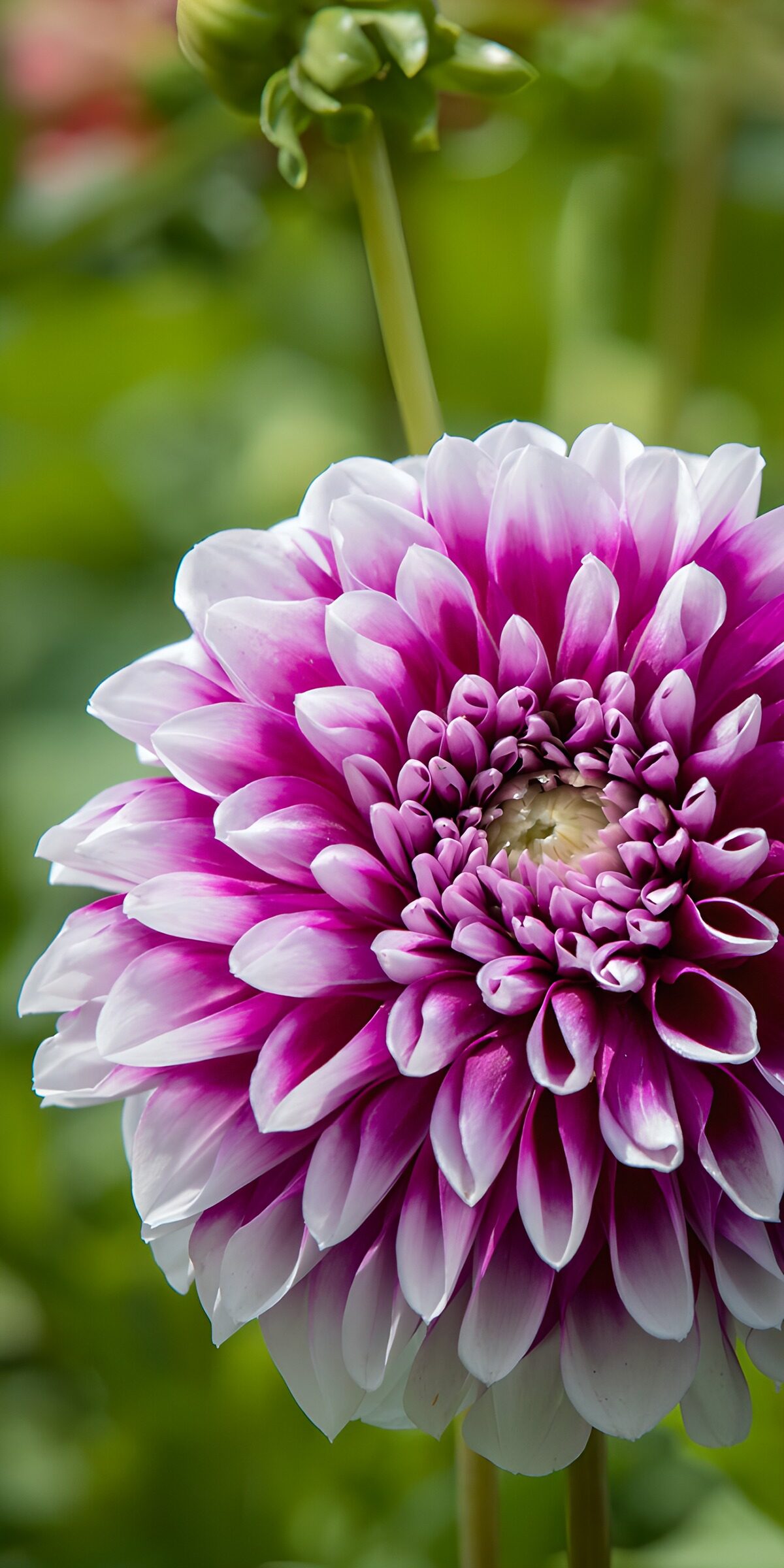 TPFR76037: : Fleur dahlia éclatante