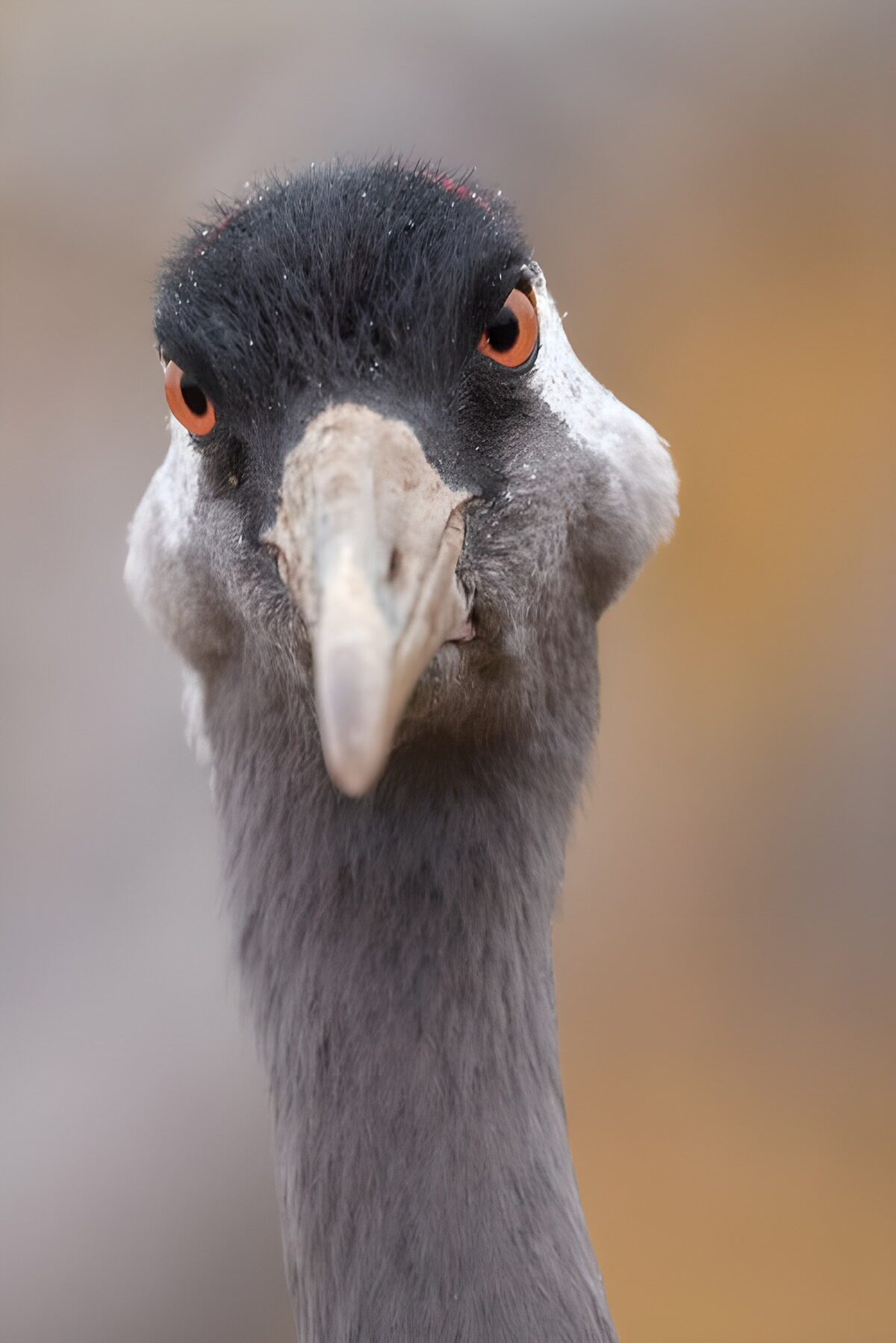 TPFR38229: Oiseau élégant aux yeux perçants
