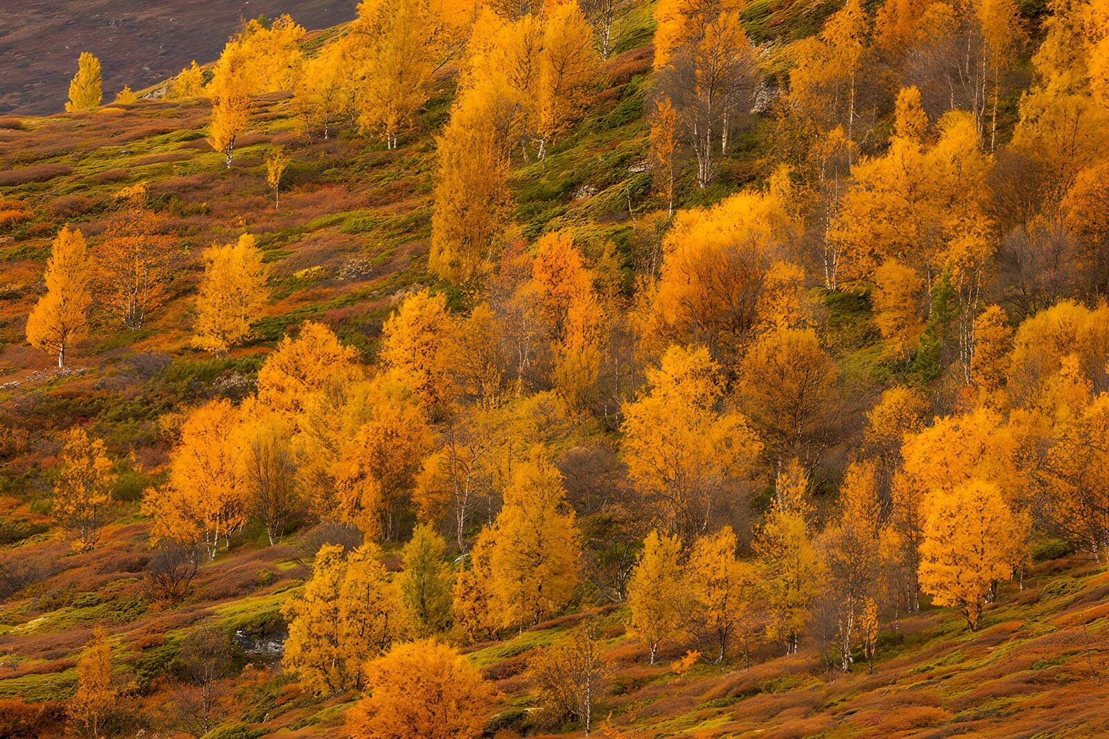 TPFR31502: Forêt dorée en automne