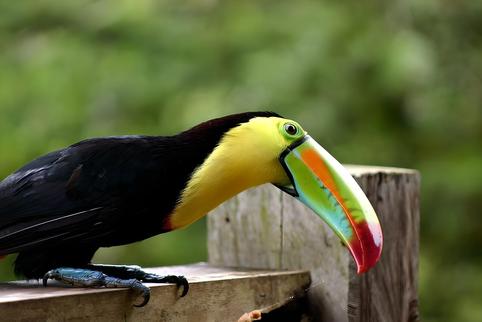 TPFR15083: Toucan sur une barrière au Costa Rica