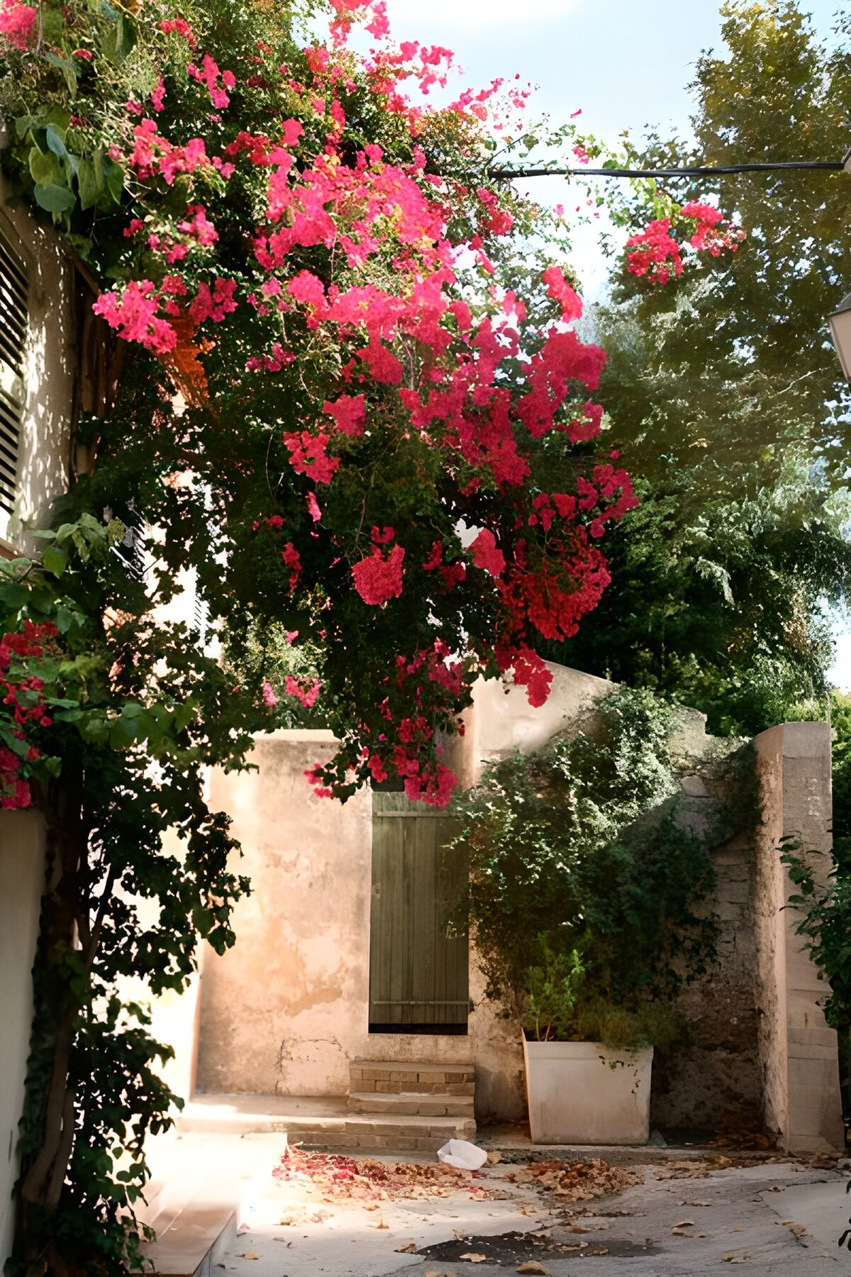 TPFR40416: Porte encastrée dans un mur devant laquelle s'épanchent des fleurs grimpantes