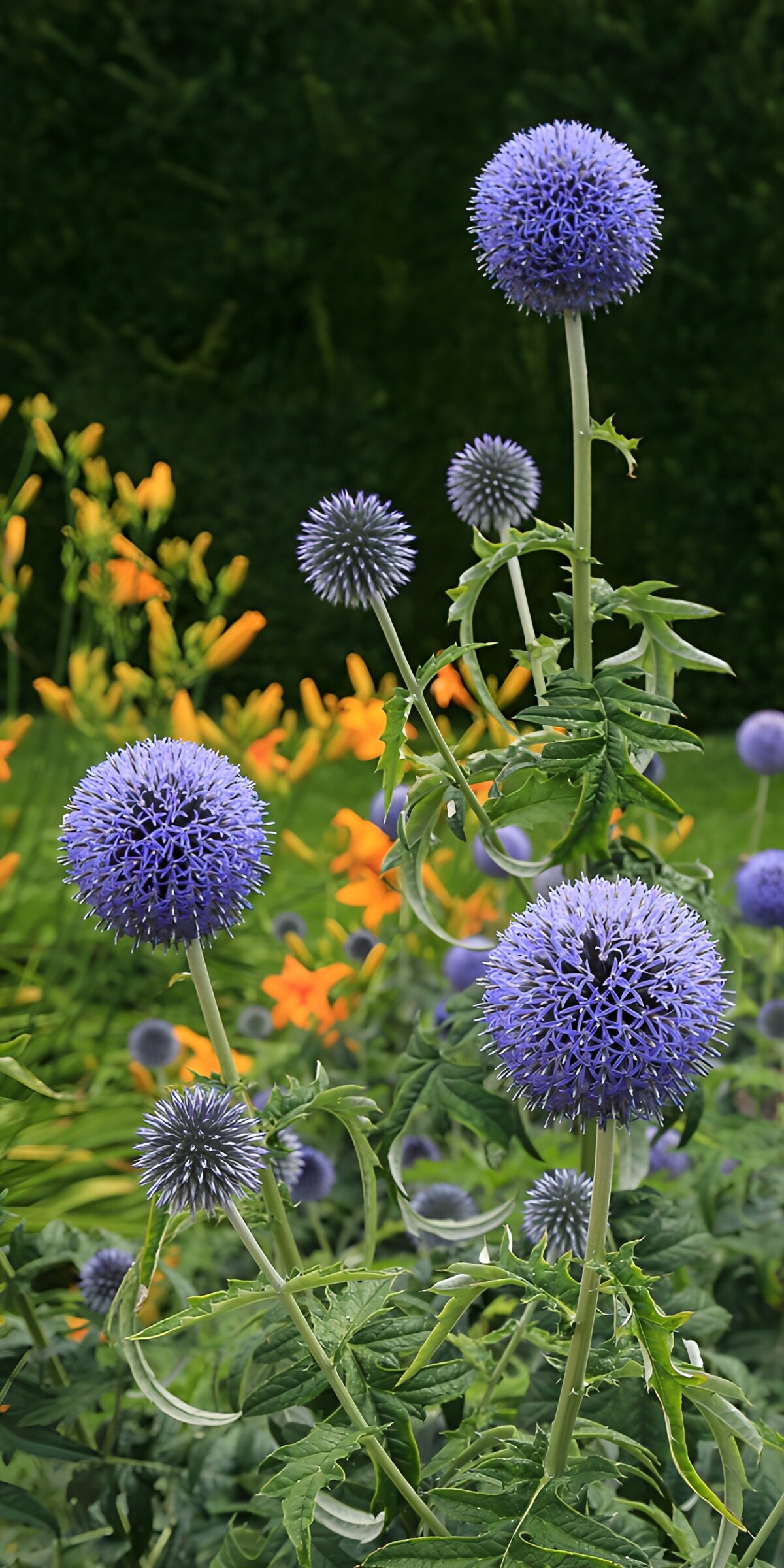TPFR76137: Fleurs sphériques violettes dans le jardin