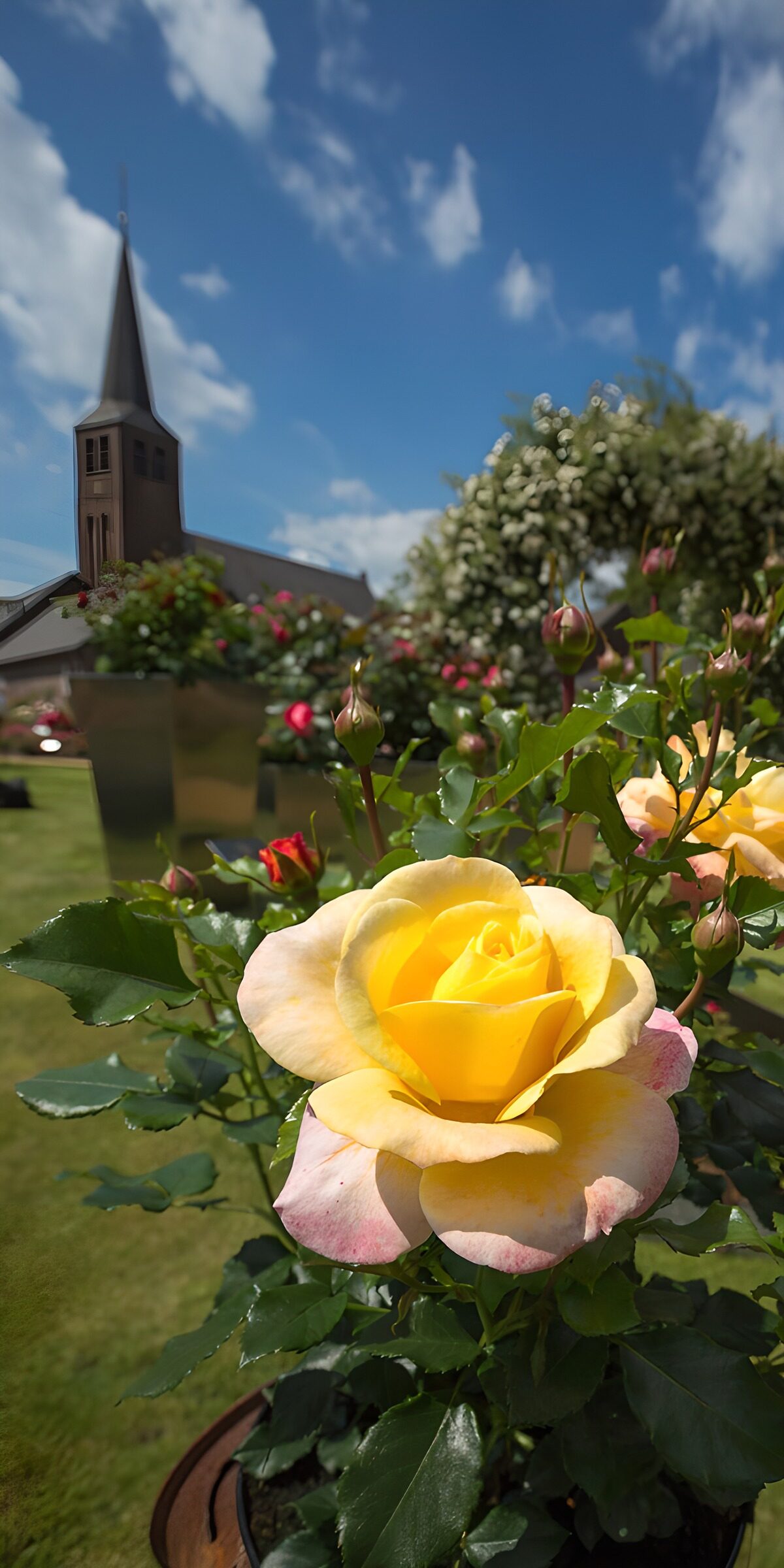 TPFR52592: Rose jaune sous un ciel bleu