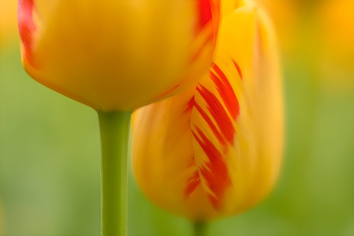 Tulipes jaunes et rouges en floraison