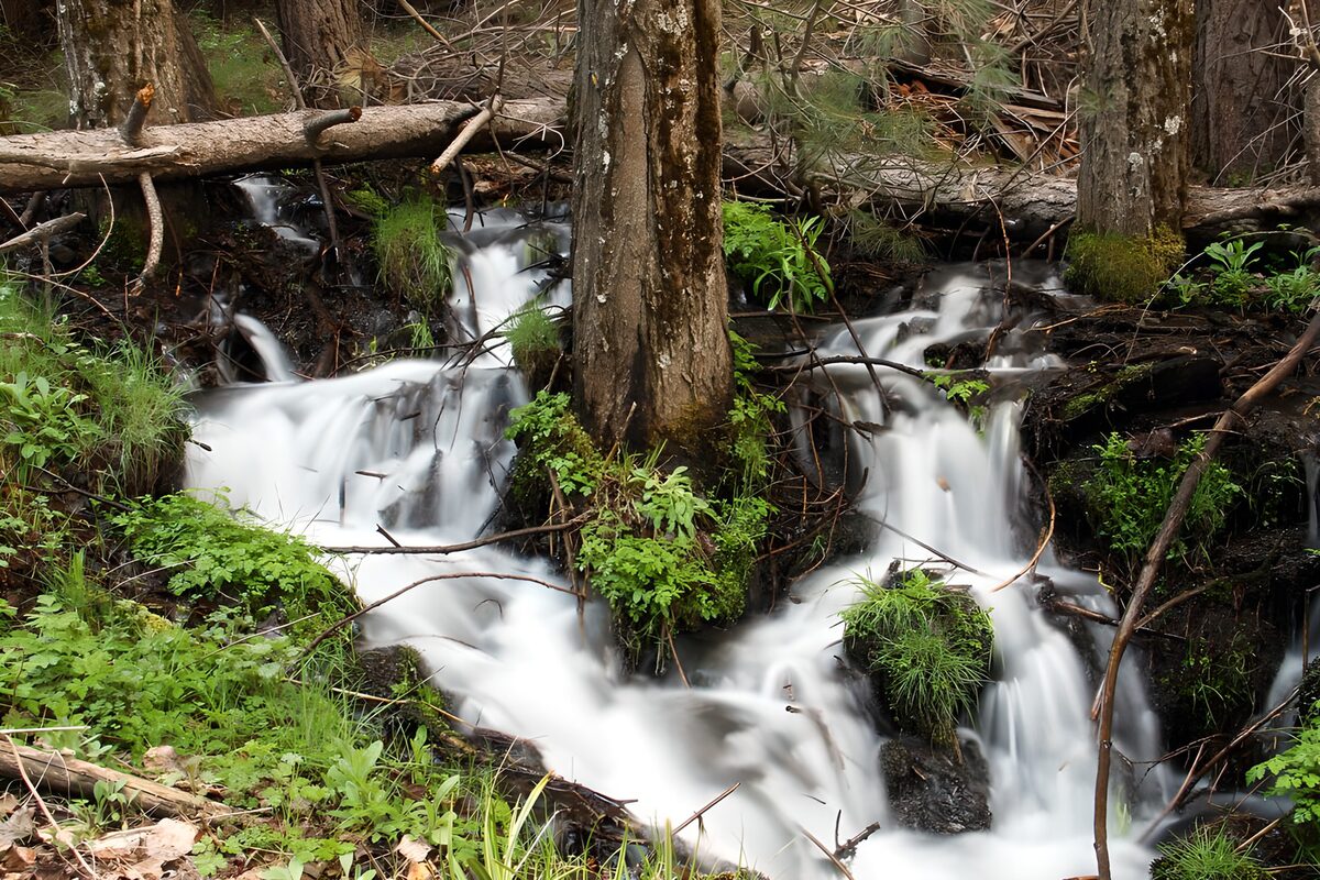 TPFR52715: Ruisseau paisible dans la forêt