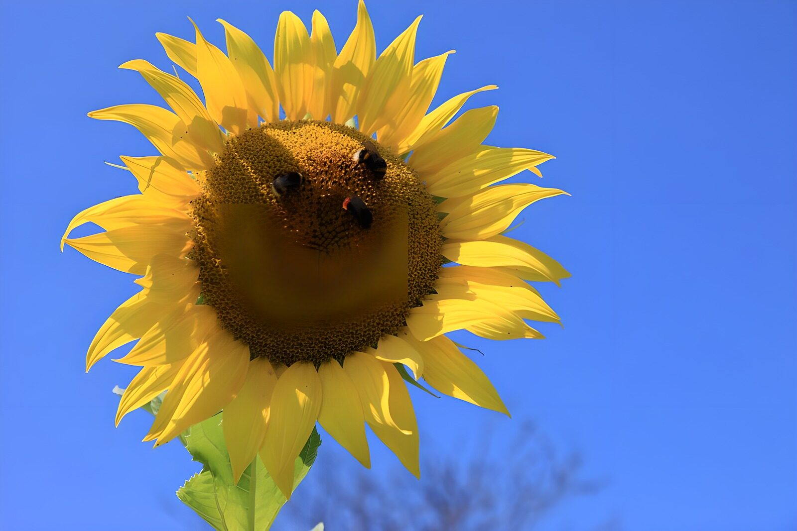 TPFR98357: Tournesol sous le ciel bleu