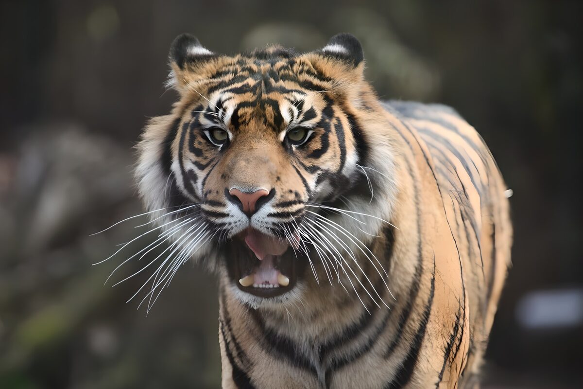 TPFR28715: Tigre majestueux en pleine action