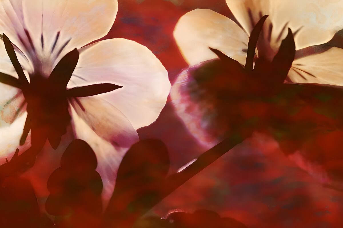Photo de fleurs 51